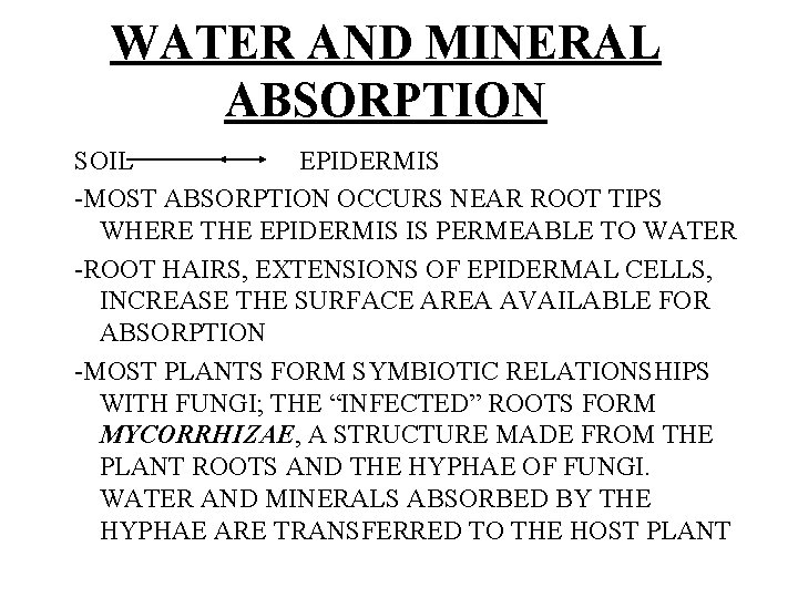 WATER AND MINERAL ABSORPTION SOIL EPIDERMIS -MOST ABSORPTION OCCURS NEAR ROOT TIPS WHERE THE