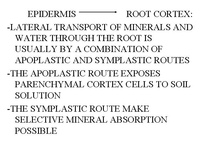 EPIDERMIS ROOT CORTEX: -LATERAL TRANSPORT OF MINERALS AND WATER THROUGH THE ROOT IS USUALLY