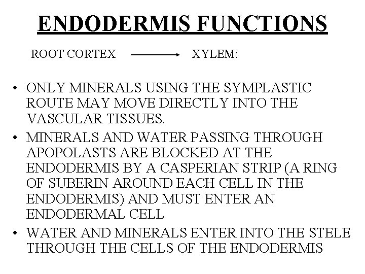 ENDODERMIS FUNCTIONS ROOT CORTEX XYLEM: • ONLY MINERALS USING THE SYMPLASTIC ROUTE MAY MOVE