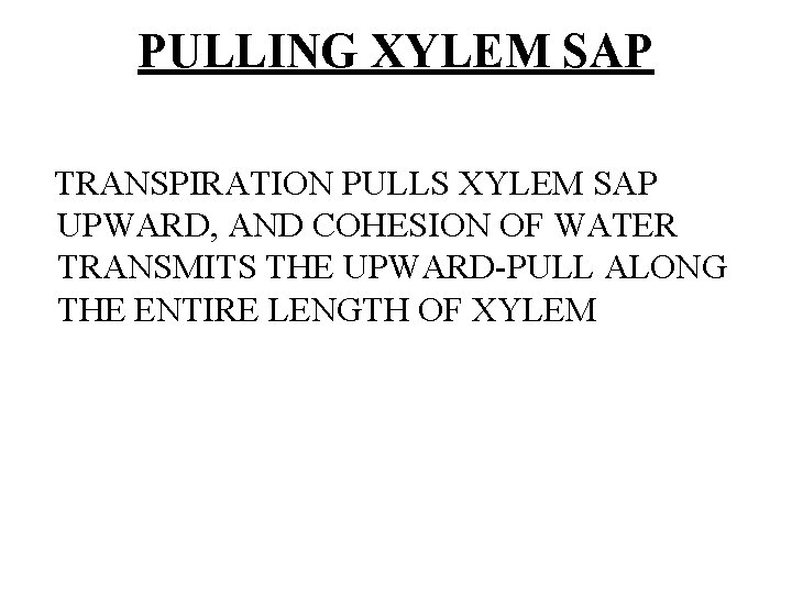 PULLING XYLEM SAP TRANSPIRATION PULLS XYLEM SAP UPWARD, AND COHESION OF WATER TRANSMITS THE