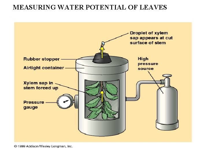 MEASURING WATER POTENTIAL OF LEAVES 