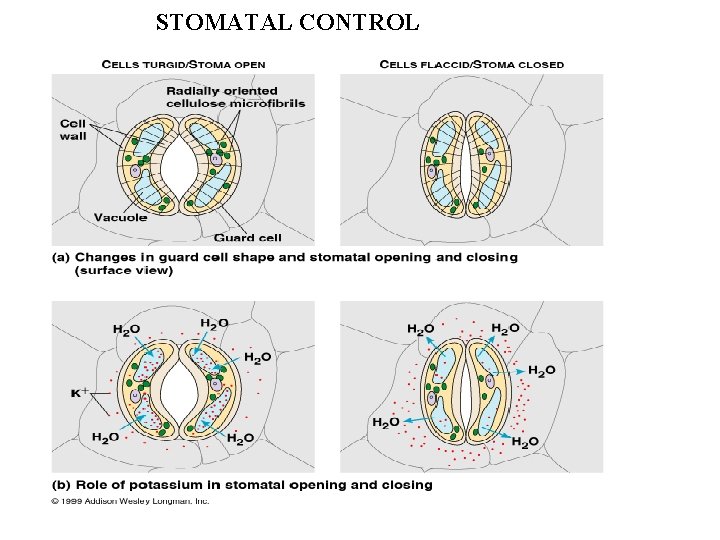 STOMATAL CONTROL 