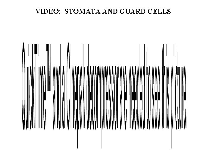 VIDEO: STOMATA AND GUARD CELLS 