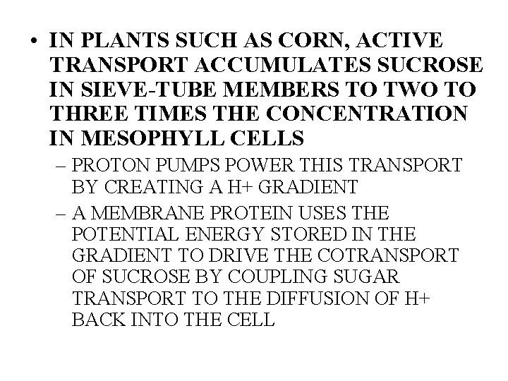  • IN PLANTS SUCH AS CORN, ACTIVE TRANSPORT ACCUMULATES SUCROSE IN SIEVE-TUBE MEMBERS