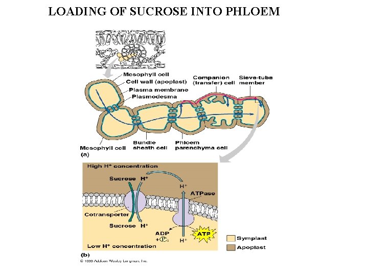 LOADING OF SUCROSE INTO PHLOEM 