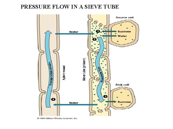 PRESSURE FLOW IN A SIEVE TUBE 