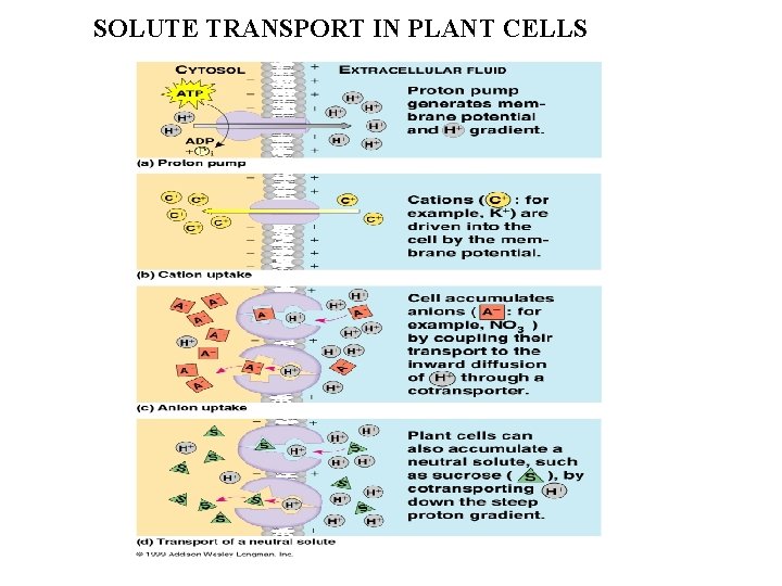 SOLUTE TRANSPORT IN PLANT CELLS 