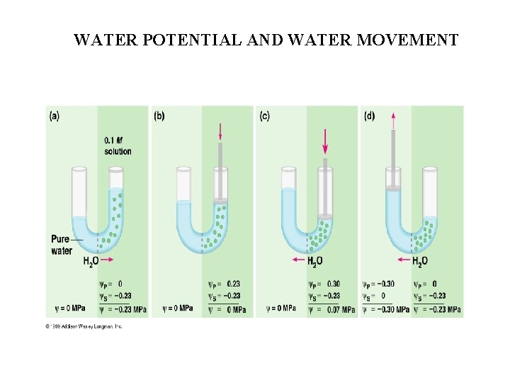 WATER POTENTIAL AND WATER MOVEMENT 