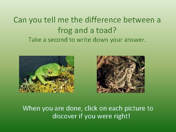 Can you tell me the difference between a frog and a toad? Take a