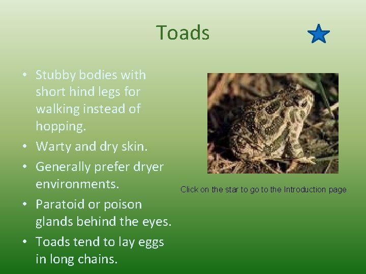 Toads • Stubby bodies with short hind legs for walking instead of hopping. •