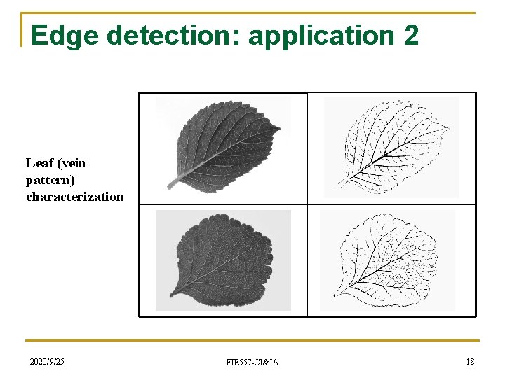 Edge detection: application 2 Leaf (vein pattern) characterization 2020/9/25 EIE 557 -CI&IA 18 