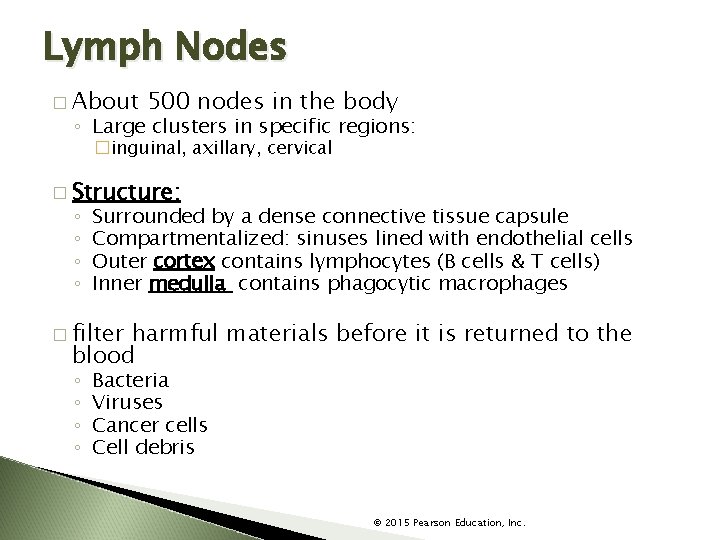Lymph Nodes � About 500 nodes in the body ◦ Large clusters in specific