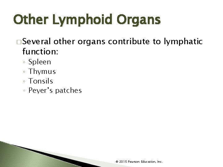 Other Lymphoid Organs � Several other organs contribute to lymphatic function: ◦ ◦ Spleen