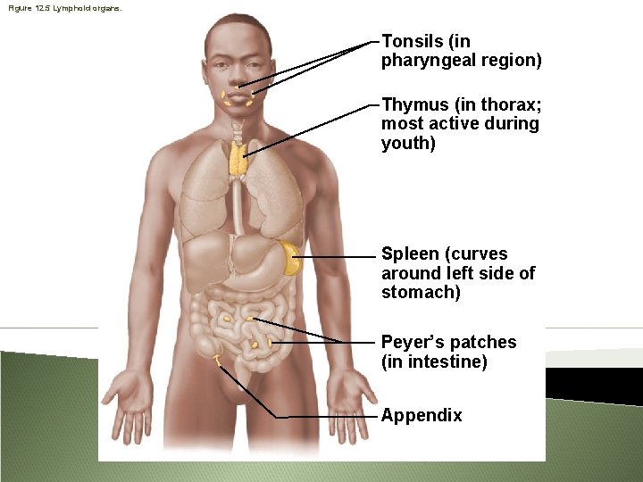 Figure 12. 5 Lymphoid organs. Tonsils (in pharyngeal region) Thymus (in thorax; most active