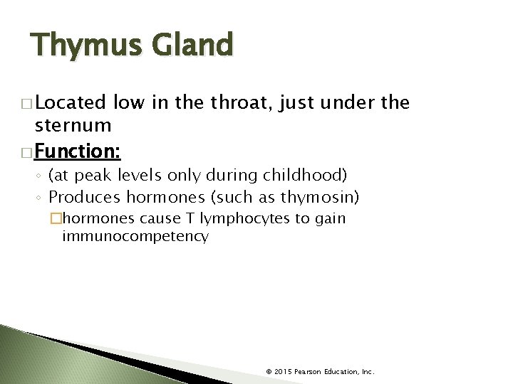 Thymus Gland � Located low in the throat, just under the sternum � Function: