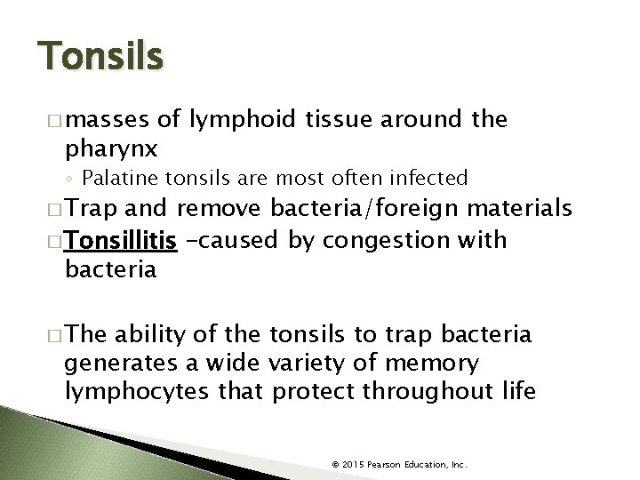 Tonsils � masses of lymphoid tissue around the pharynx ◦ Palatine tonsils are most