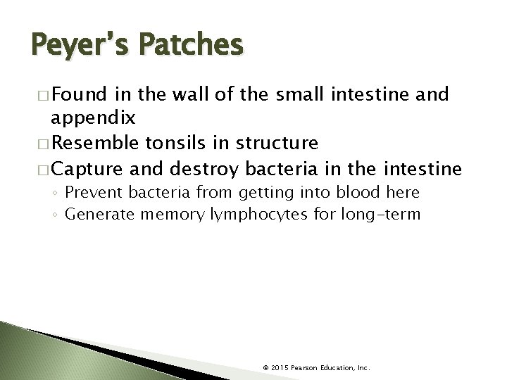 Peyer’s Patches � Found in the wall of the small intestine and appendix �