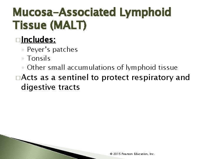 Mucosa-Associated Lymphoid Tissue (MALT) � Includes: ◦ Peyer’s patches ◦ Tonsils ◦ Other small