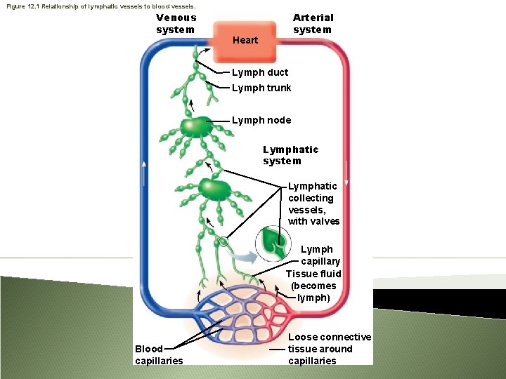 Figure 12. 1 Relationship of lymphatic vessels to blood vessels. Venous system Arterial system