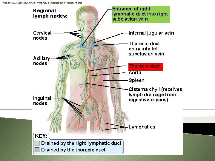 Figure 12. 3 Distribution of lymphatic vessels and lymph nodes. Regional lymph nodes: Entrance