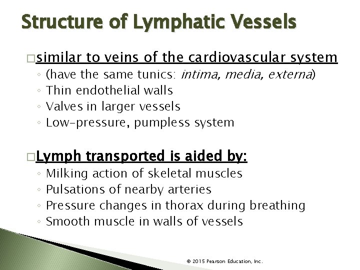 Structure of Lymphatic Vessels �similar to veins of the cardiovascular system �Lymph transported is