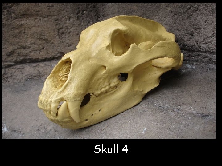Skull 4 