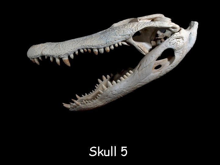 Skull 5 
