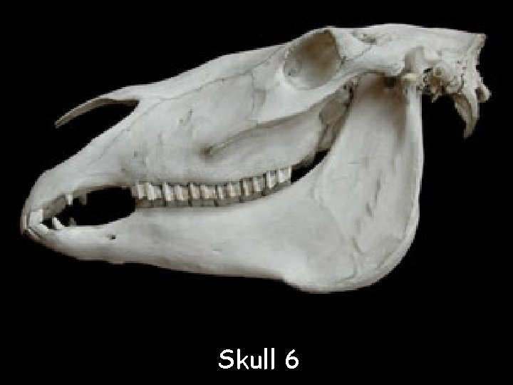 Skull 6 
