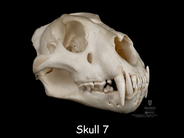 Skull 7 © Saveeachers. Sundays. com 2013 Images © clipart. com 2013 