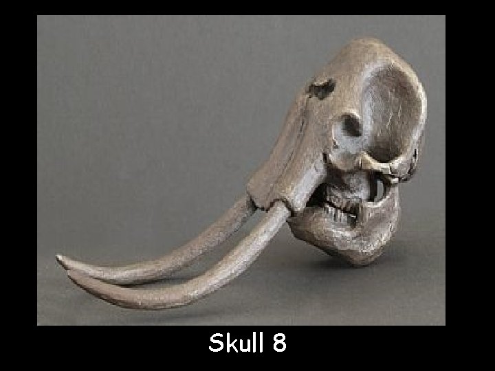 Skull 8 © Saveeachers. Sundays. com 2013 Images © clipart. com 2013 