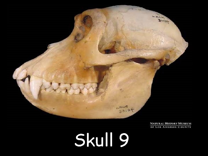 Skull 9 © Saveeachers. Sundays. com 2013 Images © clipart. com 2013 