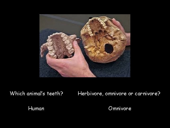 Which animal’s teeth? Herbivore, omnivore or carnivore? Human Omnivore © Save. Teachers. Sundays. com