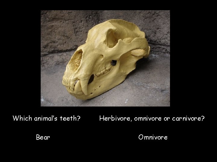 Which animal’s teeth? Herbivore, omnivore or carnivore? Bear Omnivore © Save. Teachers. Sundays. com
