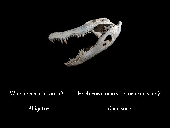 Which animal’s teeth? Herbivore, omnivore or carnivore? Alligator Carnivore © Save. Teachers. Sundays. com