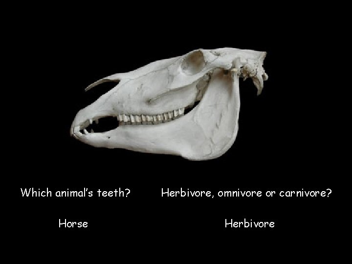 Which animal’s teeth? Herbivore, omnivore or carnivore? Horse Herbivore © Saveeachers. Sundays. com 2013
