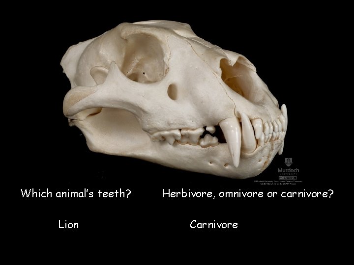 Which animal’s teeth? Lion Herbivore, omnivore or carnivore? Carnivore © Saveeachers. Sundays. com 2013