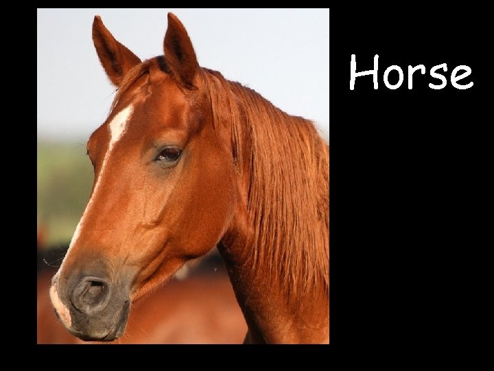 Horse 