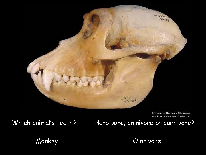 Which animal’s teeth? Herbivore, omnivore or carnivore? Monkey Omnivore © Saveeachers. Sundays. com 2013