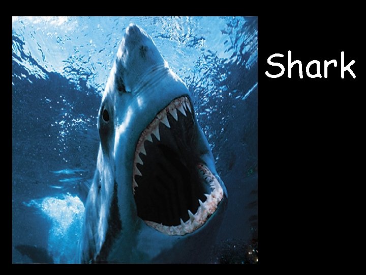 Shark 