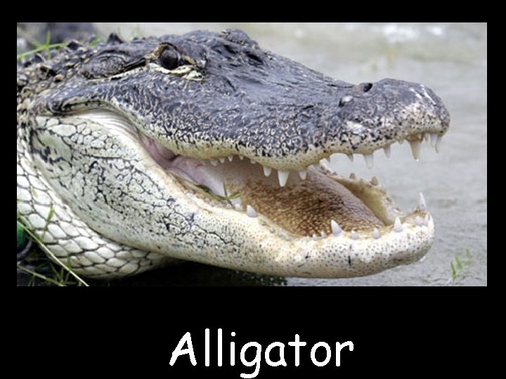 Alligator 