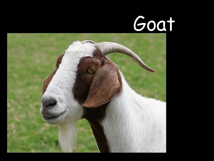 Goat 