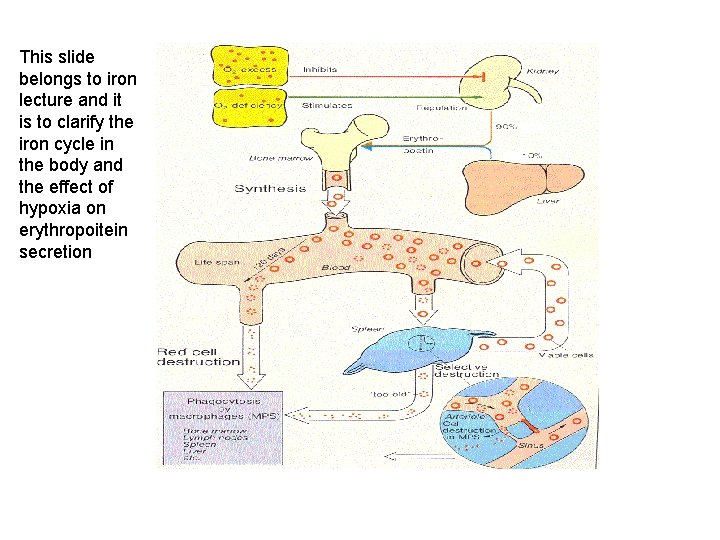 This slide belongs to iron lecture and it is to clarify the iron cycle