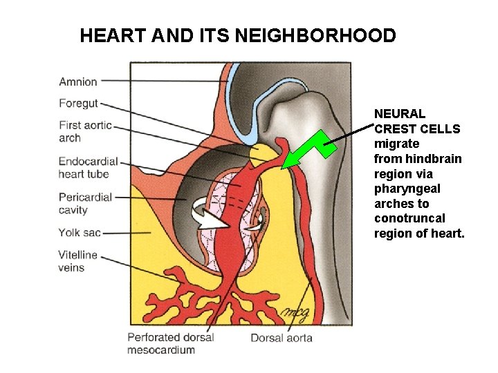 HEART AND ITS NEIGHBORHOOD NEURAL CREST CELLS migrate from hindbrain region via pharyngeal arches