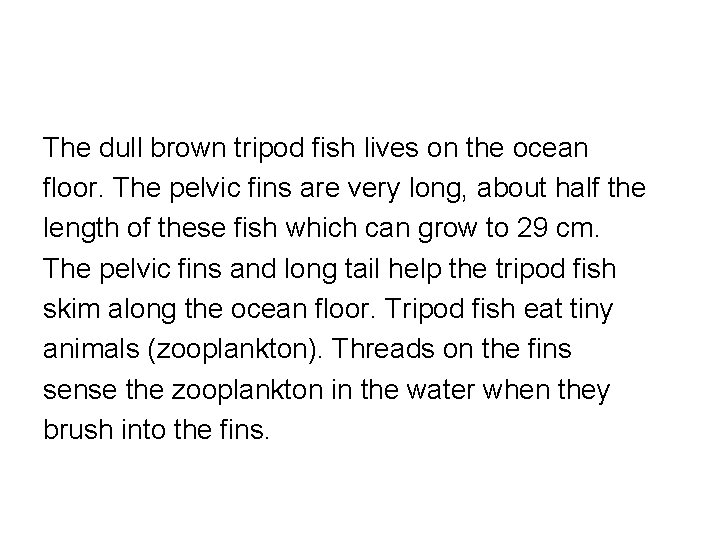 The dull brown tripod fish lives on the ocean floor. The pelvic fins are