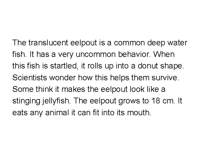 The translucent eelpout is a common deep water fish. It has a very uncommon