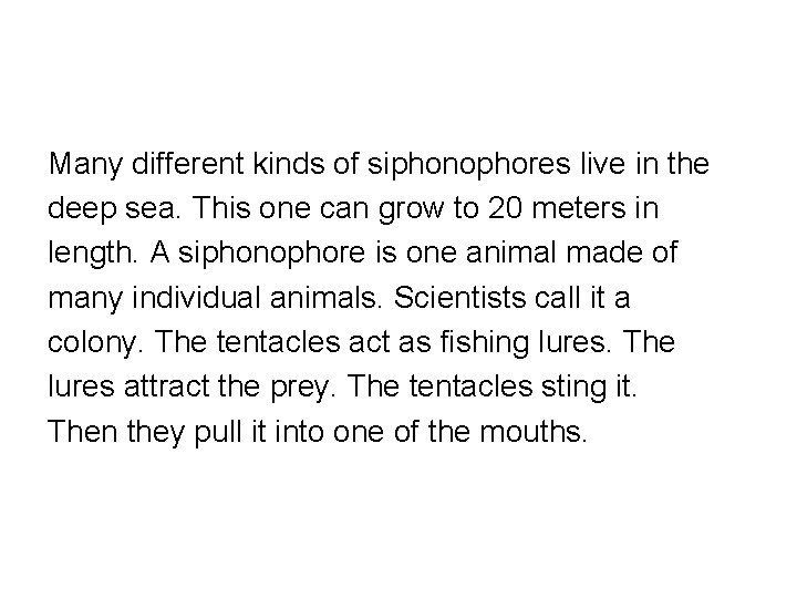 Many different kinds of siphonophores live in the deep sea. This one can grow