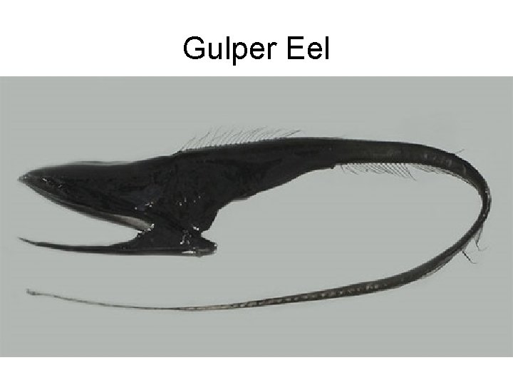 Gulper Eel 