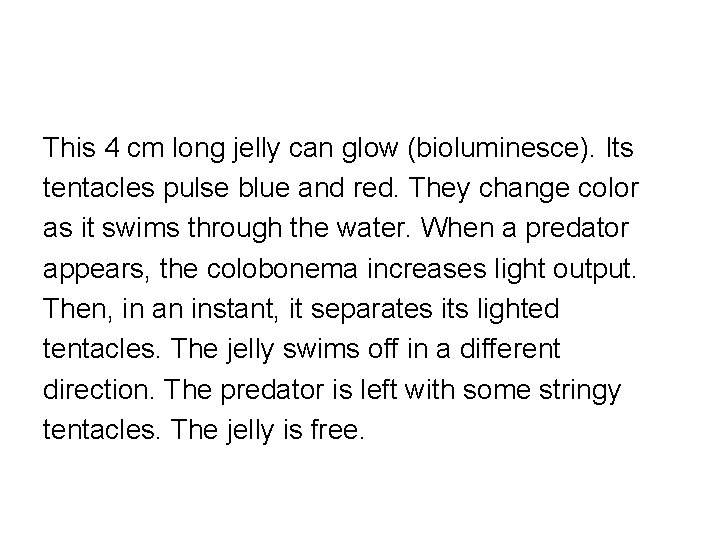 This 4 cm long jelly can glow (bioluminesce). Its tentacles pulse blue and red.