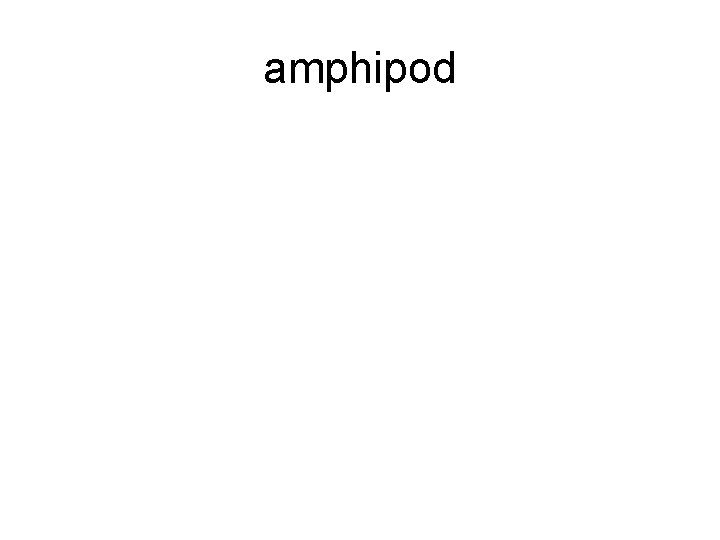 amphipod 