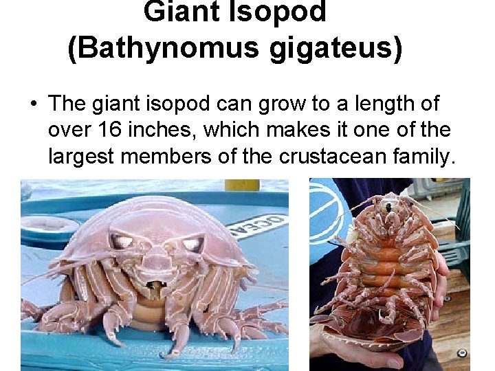 Giant Isopod (Bathynomus gigateus) • The giant isopod can grow to a length of